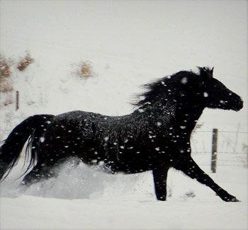 Seventh Farm: Shadow running in the snow